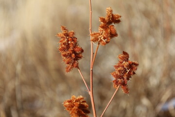 bur plant