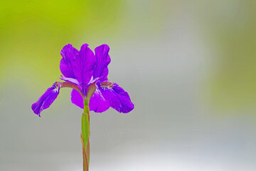 purple iris flower