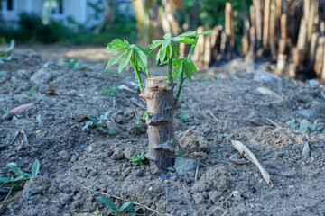 Selectively focus on cassava seeds which are planted by sticking cut stems in the ground until new...