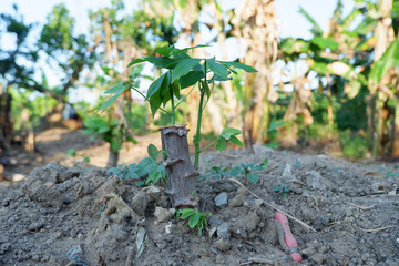 Selectively focus on cassava seeds which are planted by sticking cut stems in the ground until new...