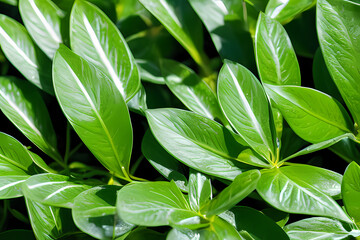 green leaves background, generative ai