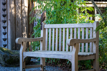 Wild Cooper's Hawk perched on a wooden bench in a garden, exploring nature
