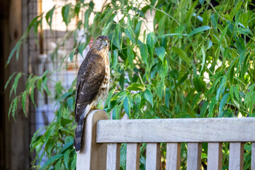 Wild Cooper's Hawk perched on a wooden bench in a garden, exploring nature
