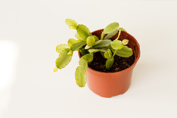 Rhipsalidopsis gaertneri young plant without flowers in a brown pot in a sunny bright room close up.