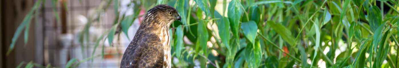 Wild Cooper's Hawk perched on a wooden bench in a garden, exploring nature
