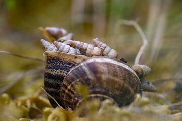 plenty of landsnails hiding inside the shell of a greater landsnail