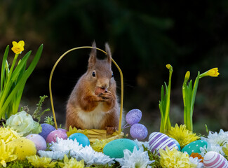Easter eggs and daffodils in the spring with a curious red squirrel