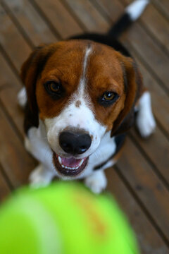 dog waiting to play with his ball