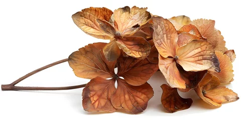 Foto op Canvas dry brown hydrangea flower © Your isolated stock