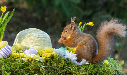 Little scottish red squirrel with Easter eggs and easter bonnet with daffodils in spring scene and flowers in the forest - obrazy, fototapety, plakaty