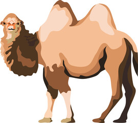 Camel Mammal Animal Vector