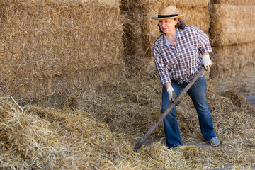 Naklejka na ściany i meble Focused elderly female farmer working with pitchfork on hayloft, arranging dried hay, making haystack. Agricultural work