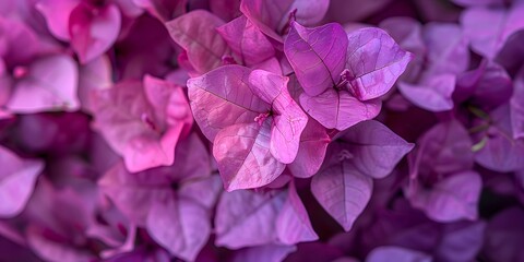 bloom purple bougainvillea flowers pattern texture