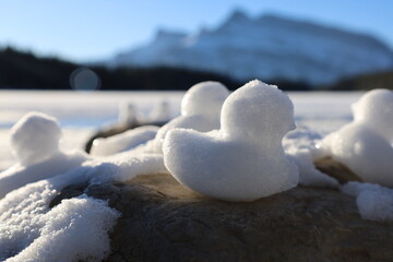 snow duck