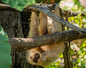 Sloth © Florian