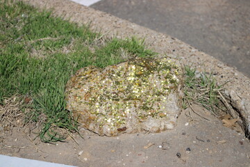 A stone at the edge of a parking lot driveway was drawing a lot of attention from the gold sparkles the sun was reflecting.  A Leprechaun happening maybe?