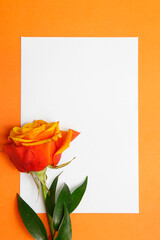 Pomarańczowa róża na białej kartce papieru i na pomarańczowym tle. Miejsce na tekst.