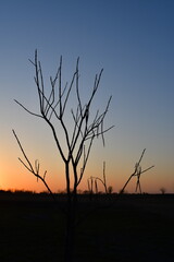 Naklejka premium Sunset Silhouette