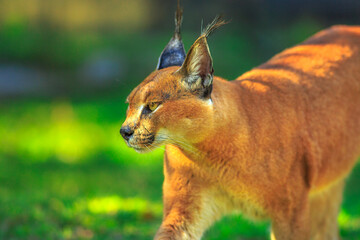 Side view of Caracal, African lynx. Desert cat walking in green grass vegetation. Adult Caracal outdoors in South Africa. Felis caracal in blurred background.