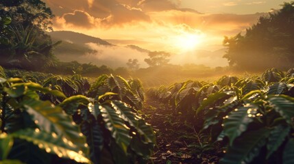 Coffee plantation landscape. Coffee farm. Coffee plants field agriculture background