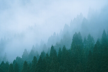 雲に覆われた森 - obrazy, fototapety, plakaty