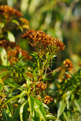 FLORAL PLANT IN GOLDEN HOUR