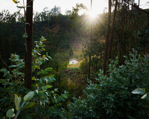 sun shining through the trees next to a cute little house.