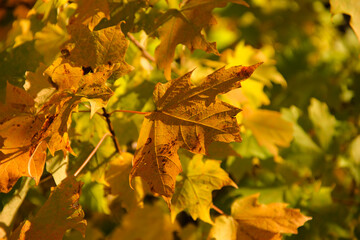 yellow maple leaves