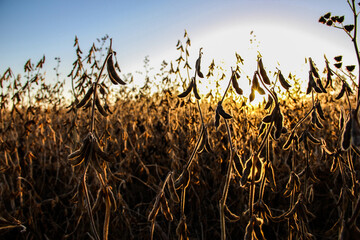 ripe soybeans at sunset