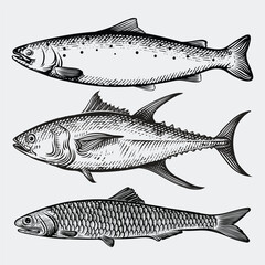 Fish collection tuna, salmon, sardine with engraving style