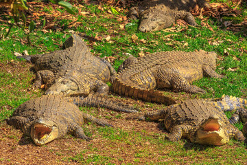 Four African Crocodiles species Crocodylus Niloticus, sleeping with open mouths at iSimangaliso Wetland Park in St Lucia Estuary, South Africa, one of the top Safari Tour destinations.