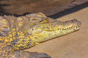 Portrait of African Crocodile species Crocodylus Niloticus, at iSimangaliso Wetland Park in St Lucia Estuary, South Africa.