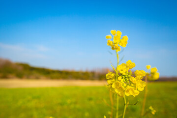 菜の花が咲く丘