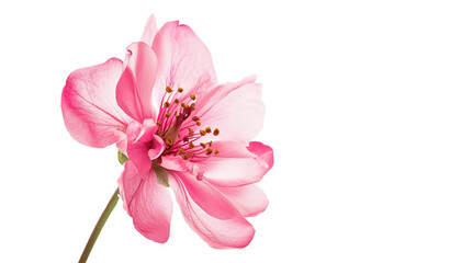 Fototapeta na wymiar Pink cherry blossom sakura flower isolated on transparent background, PNG cutout graphic resource