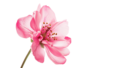 Pink cherry blossom sakura flower isolated on transparent background, PNG cutout graphic resource