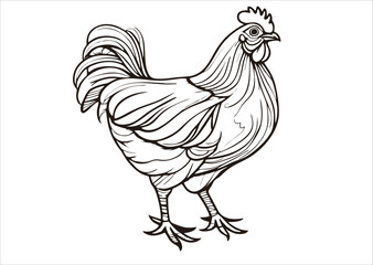 Fototapeta na wymiar Graphical drawn hen. Chicken Vector 