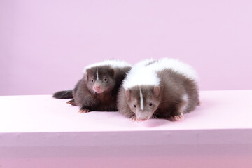 Skunk in Pink background