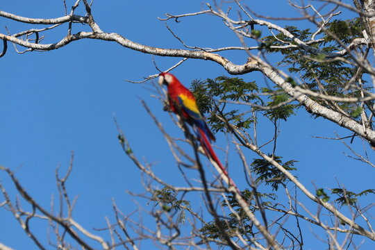 Scarlet Macaws - Red Lapas - Guacamayas in Costa Rica.