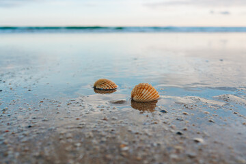 Two seashells on the wet sand with the ocean in the background