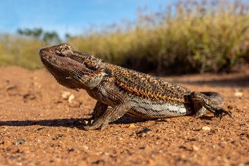 Australian Central Bearded Dragon in natural Central Australian habitat