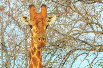 Close-up of African giraffe with dry branches on blurred background. Front view. Kruger National Park, South Africa. Dry season.