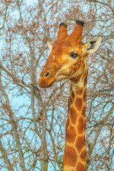 Portrait of african giraffe standing in Kruger National Park, South Africa. Vertical shot. Dry season.