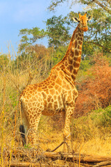 Adult giraffe standing in dry season savannah of Kruger National Park, South Africa. Vertical shot.