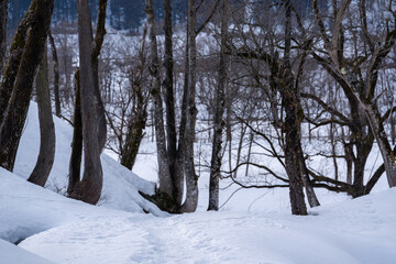 足跡が続く冬の茂み