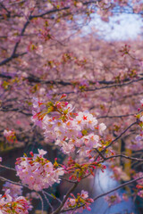 桜の美しい風景