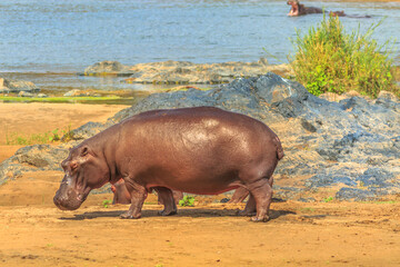 Side view of Cape hippopotamus or South African hippopotamus standing at Olifants River inside Kruger National Park, South Africa.