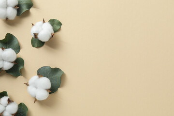 Cotton flowers and eucalyptus leaves on beige background, flat lay. Space for text