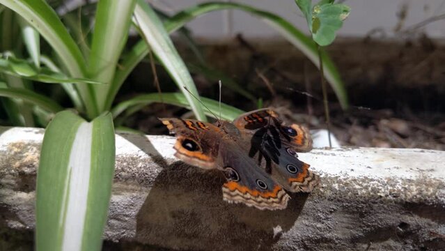 A Mangrove Buckeye Butterfly (Junonia genoveva) with Broken Wings Resting On A Concrete Plant Pot in the Yard of A House in Buenos Aires, Argentina. Close up.