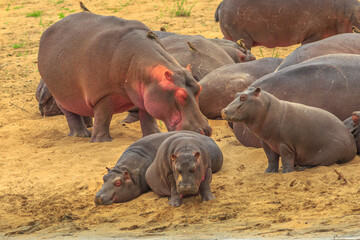 Cape hippopotamus or South African hippopotamus family in Kruger National Park, South Africa. The Hippo is a semi aquatic mammal and most dangerous mammal in Africa.