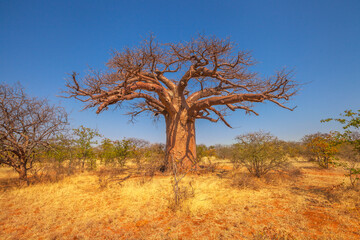 African Baobab tree or monkey bread trees, tabaldi or bottle trees, in Musina Nature Reserve, one...